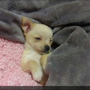 Meet your Posher, Aliyah